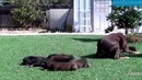 Мать! Моментальные Спасения Детёнышей