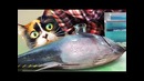Живые рыбки с aliexpress! что с ними