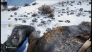 Олег Брейн: Far Cry 4: Valley of the Yetis – 5 Способов Убить Йети