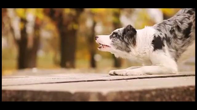 Бордер-колли Зои – самая обучаемая собака в мире