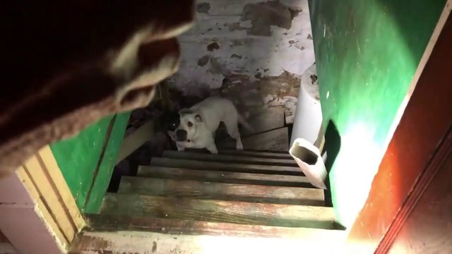 Мужчина переехал в новый дом и нашёл в подвале брошенную собаку