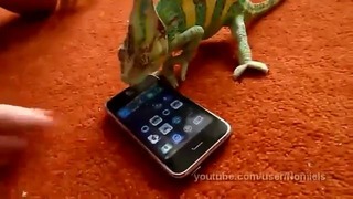 Хамелеон испугался айфона