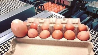 Фермер нашел гигантское яйцо, а внутри него было