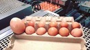 Фермер нашел гигантское яйцо, а внутри него было