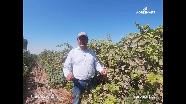 Agromart.uz | Узумчиликда учрайдиган касалликлардан бири ҳақида