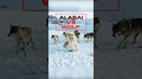 Alabai vs Wolf#shorts #dog #wolf