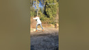Small dogs make fast fails