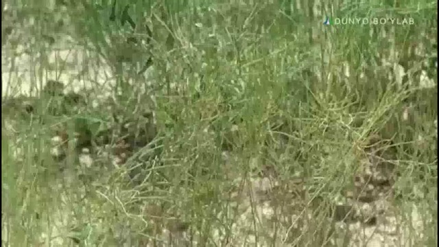 CADI лойиҳаси ҳақида