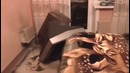 Реакция на ИК съёмку. Полтергейст