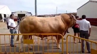 Очень большой бык