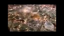 Кому принадлежит российский рубль
