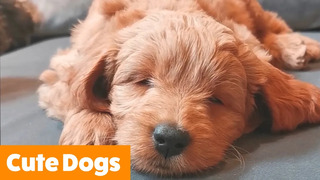 Cute Silly Dogs | Funny Pet Videos