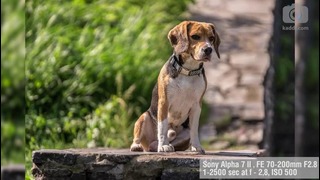 Практикум e29 – Как фотографировать собак