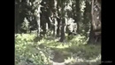 5 самых достоверных видео с йети (снежный человек)