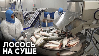 Компания в Майами выращивает лосося вдали от моря