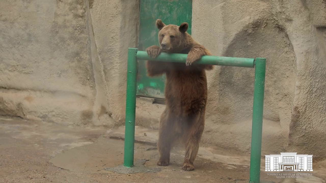 Вы узнаете это первыми! Каким станет Ташкентский зоопарк