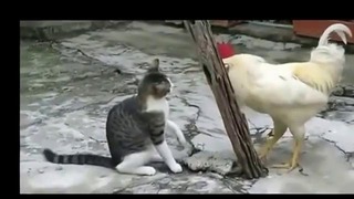 Кот против петуха