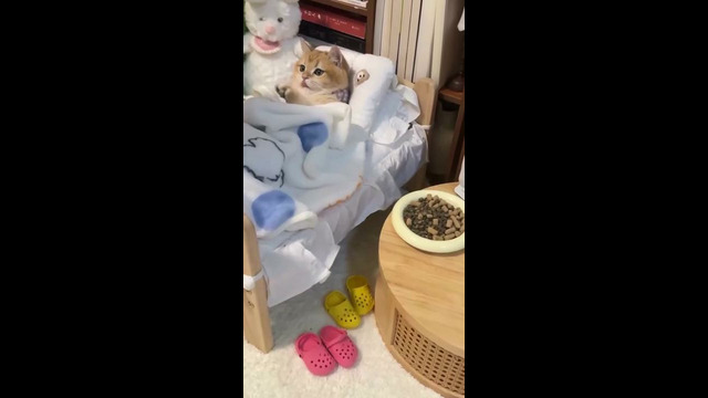 Шароит
