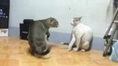 Драка котов