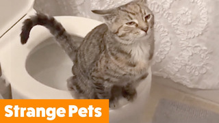 Strange Animals – My Pet is Broken | Funny Pet Videos