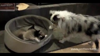 Кошки и собаки – вечный спор