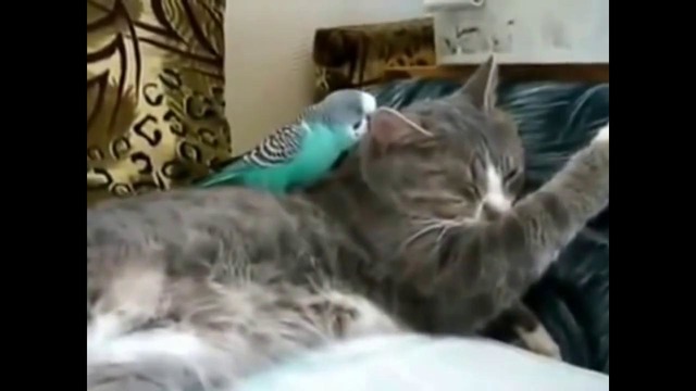 Попугай говорит с котом. Прикольное видео