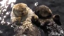 Мы с тобой одной крови