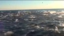 100 тысяч дельфинов красивое зрелище