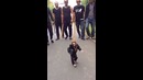 Boss monkey