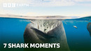 7 Spectacular Shark Moments | BBC Earth