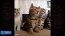 Самые Лучшие Приколы Vine! (ВЫПУСК 112)