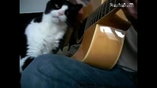 Кот гитариста