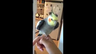 Попугай поёт дапстеп