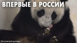 Детёныш большой панды впервые родился в Московском зоопарке