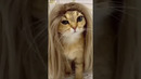 Funny animals 2023? Funny cat videos and dogs Funny animal videos Part 3 #shorts #cats #dogs