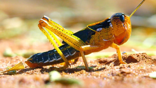 Locust Plague Devours 40,000 Tonnes of Vegetation | Earth’s Tropical Islands | BBC Earth