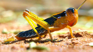 Locust Plague Devours 40,000 Tonnes of Vegetation | Earth’s Tropical Islands | BBC Earth