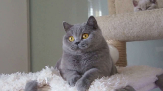Мерседес – кошка британская короткошёрстная, Польша (2014)