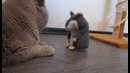 Кот и говорящий хомяк