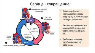 Биология – Анатомия 7.3 Сердце (8 класс)