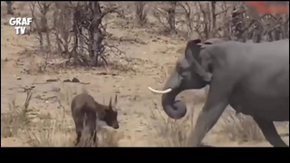 Бои животных снятые на камеру Biggest wild animal fights