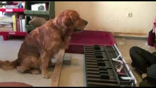 Собака, играющая на синтезаторе