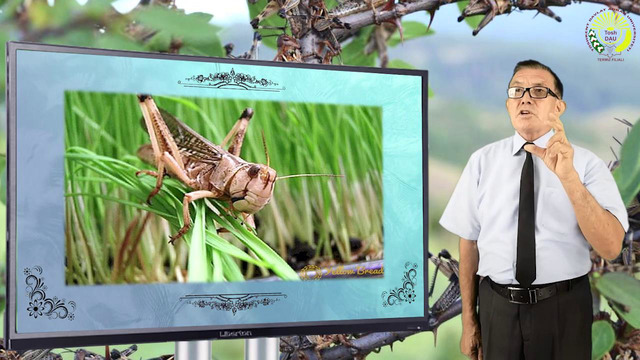 6-Mavzu: Xаmmаxo’r zаrаrkunаndаlаr vа ulаrgа qаrshi kurаsh chorаlаri