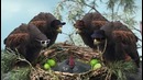 Самая упоротая реклама от Old Spice