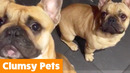 Cute Clumsy Pets | Funny Pet Videos