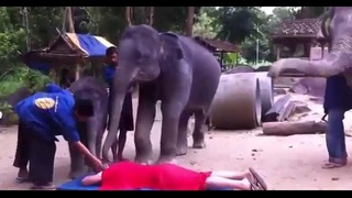 Массаж от слонов