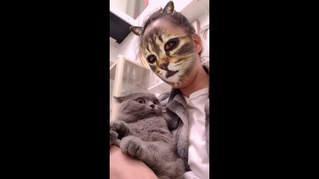 Кошки реагируют на кот-фильтр
