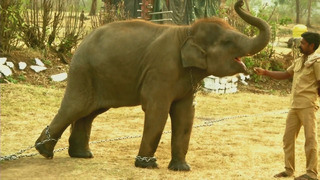 Фильм со слоном из заповедника в Индии получил «Оскара»