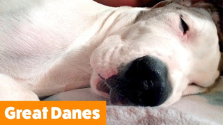 Cutest Great Danes | Funny Pet Videos