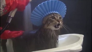 Коты и ванная